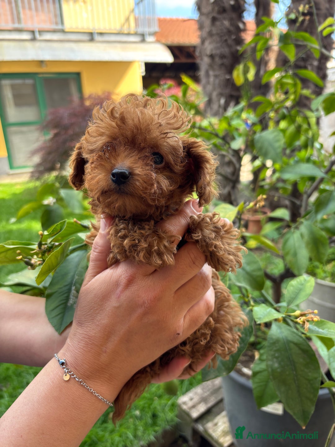 Barboncino cani in vendita: BARBONCINI FULVI TOY E NANI CON PEDIGREE a Vercelli - Immagine 1