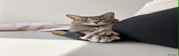 Certosino gatti in regalo: Incrocio certosino di un anno - Annuncio 2