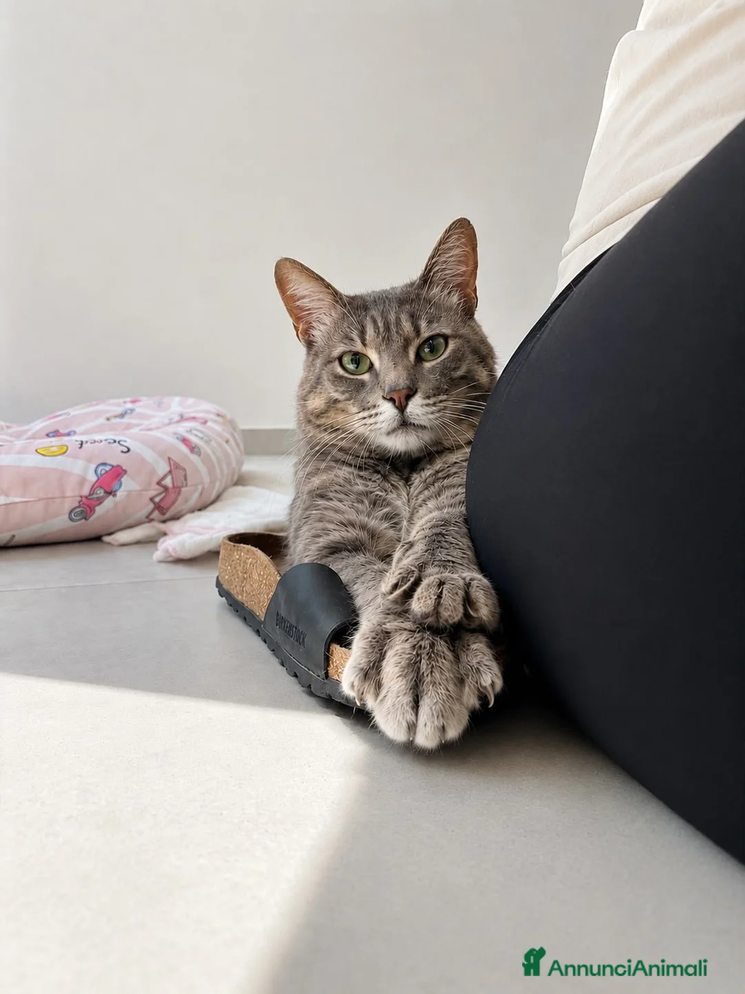 Certosino gatti in regalo: Incrocio certosino di un anno - Annuncio 2