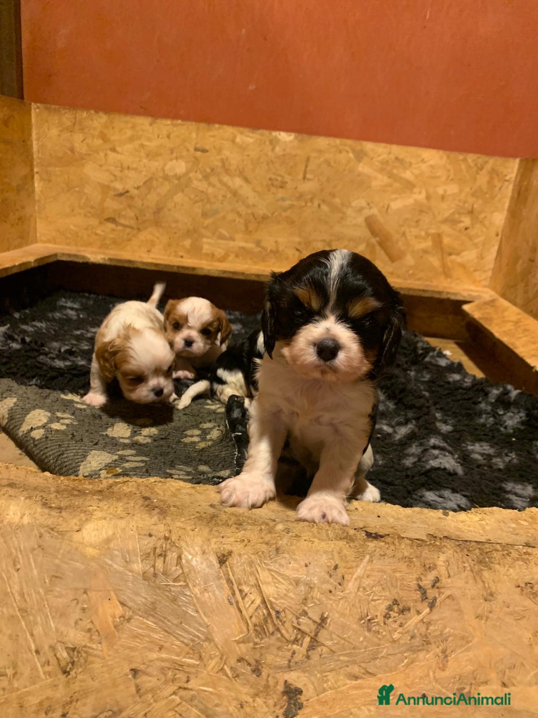 Cavalier King cani in vendita: Cuccioli di Cavalier King Charles Spaniel - Annuncio 5