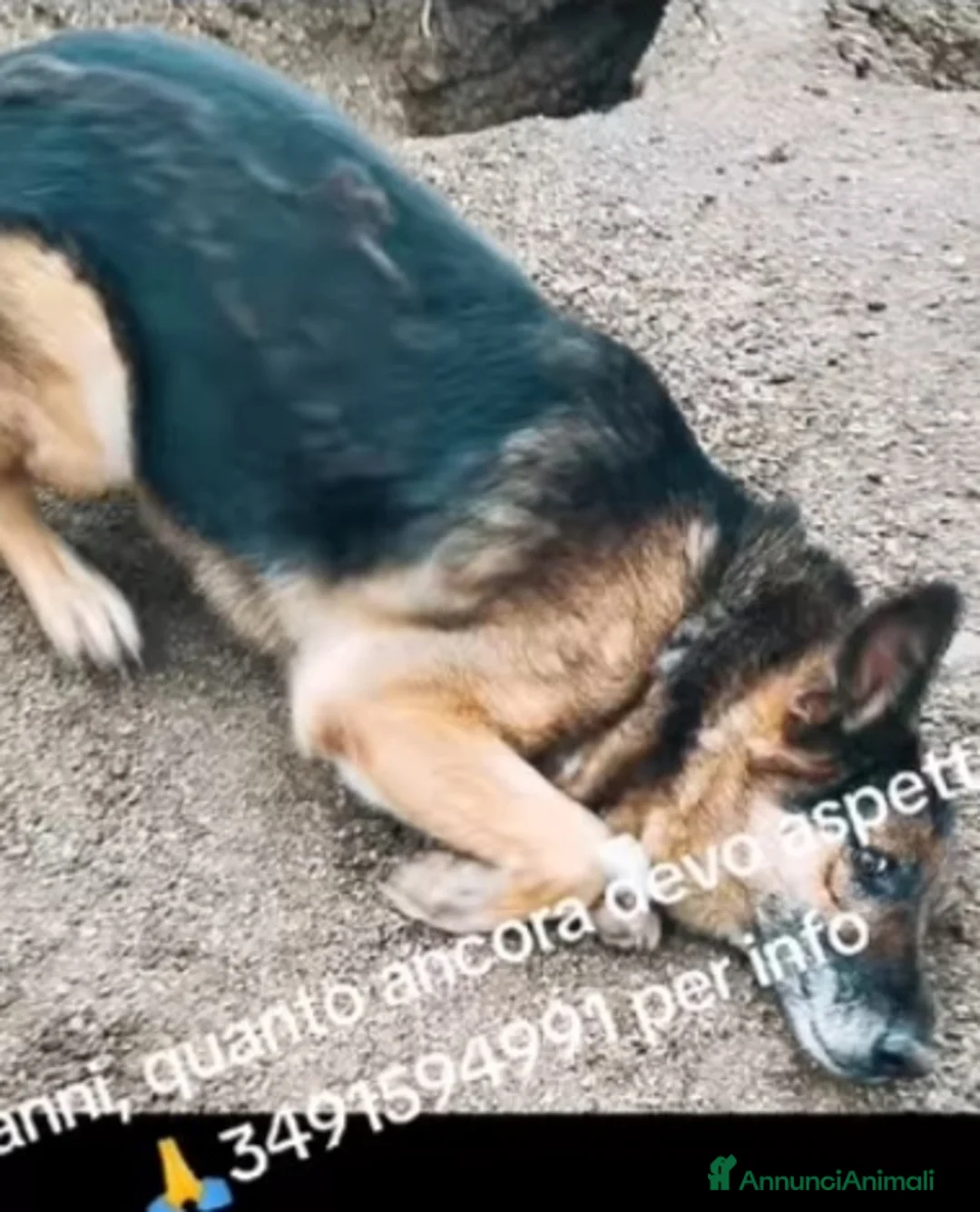 Pinscher Tedesco cani in regalo: Pastore Tedesco 9anni si sta spegnendo in boxSICIL a Città metropolitana di Milano - Annuncio 2