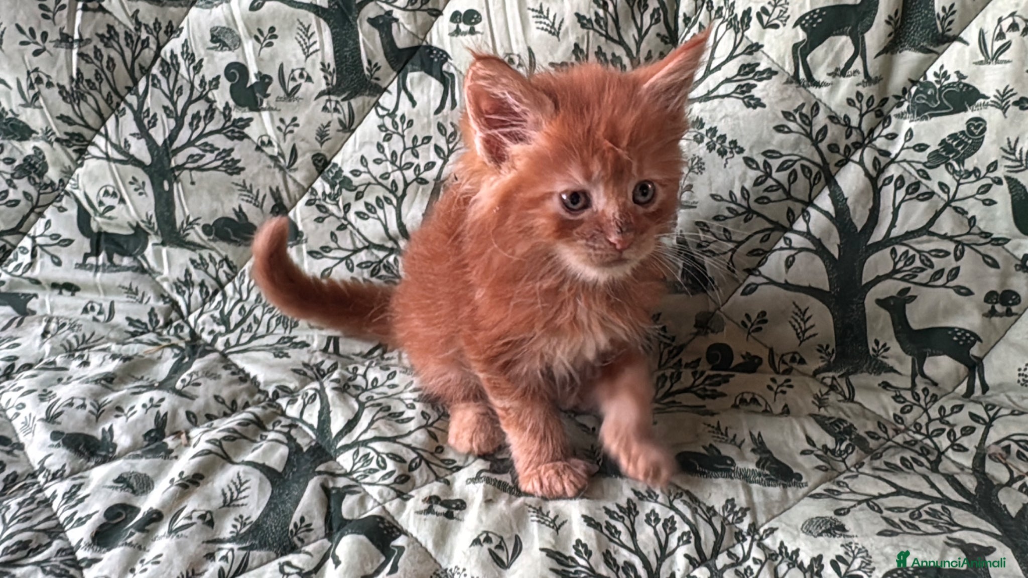 Maine Coon gatti in vendita: Cuccioli di maine coon rossi  - Annuncio 7