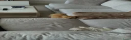 Maltipoo cani per accoppiamento: Cerco una fidanzata a Churro a Provincia di Bergamo - Annuncio 3