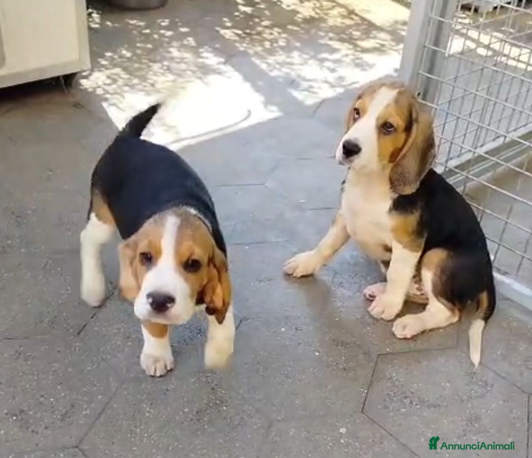 Beagle cani Cuccioli di Beagle maschi in regalo - Annuncio 1