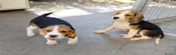 Beagle cani in regalo: Cuccioli di Beagle maschi in regalo a Città Metropolitana di Genova - Annuncio 1