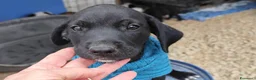 Meticcio cani in regalo: QUARTER spettacolare cucciolo di 2 mesi ❤ - Annuncio 4