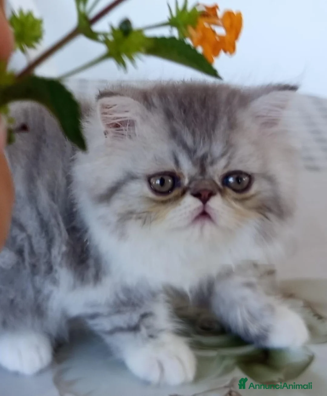 Persiano gatti in vendita: Gattino Persiano Cincillà  a Città metropolitana di Cagliari - Annuncio 1