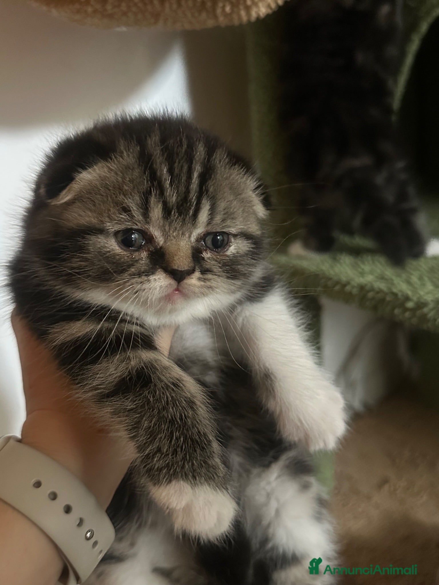 Scottish gatti Cucciola Scottish fold - Annuncio 8