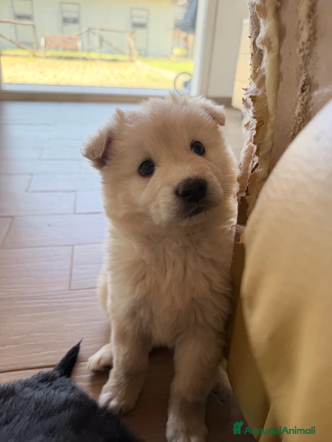 Meticcio cani in regalo: Dimitry a Città Metropolitana di Bologna - Annuncio 8