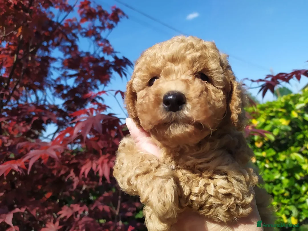 Barboncino cani in vendita: Barboncino nano fulvo - Annuncio 2