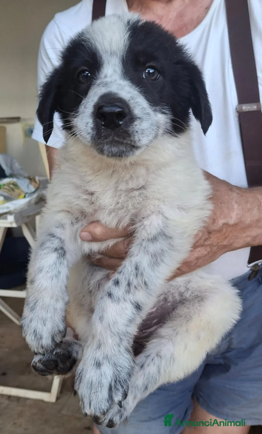 Meticcio cani in regalo: GIULIA 🩷 una storia tutta da scrivere a Provincia di Asti - Annuncio 3
