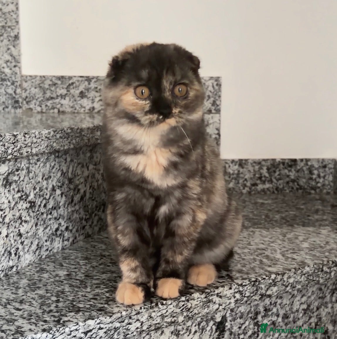 Scottish gatti in vendita: Scottish fold - Annuncio 12