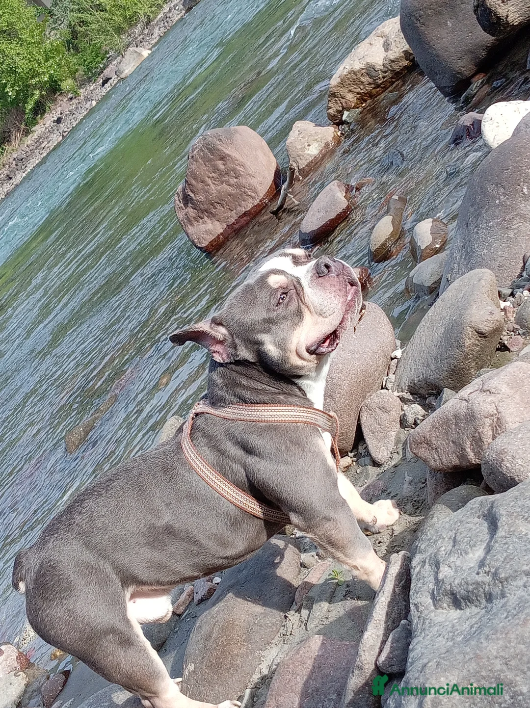 American Bully cani in regalo: Per problemi familiare a Provincia autonoma di Bolzano - Alto Adige - Annuncio 3