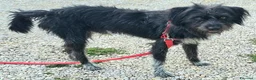 Meticcio cani in regalo: Efrem 1 anno taglia media contenuta  - Annuncio 4