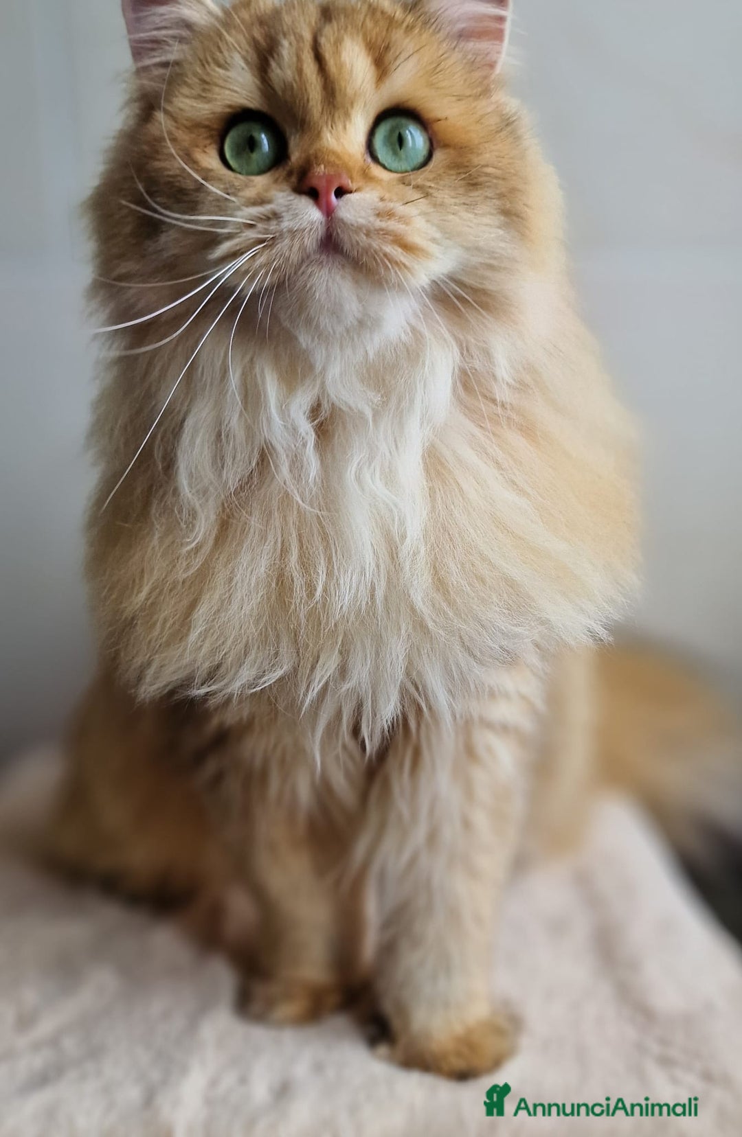 Scottish gatti in vendita: ATTENZIONE SCOTTISH DA RIPRODUZIONE  a Provincia di Pavia - Immagine 4