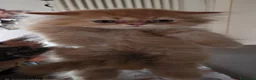 Persiano gatti in vendita: Cuccioli gatto persiano  a Provincia di Bergamo - Annuncio 4