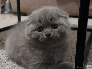 Scottish gatti Gattini scottish straigt e fold - Annuncio 20