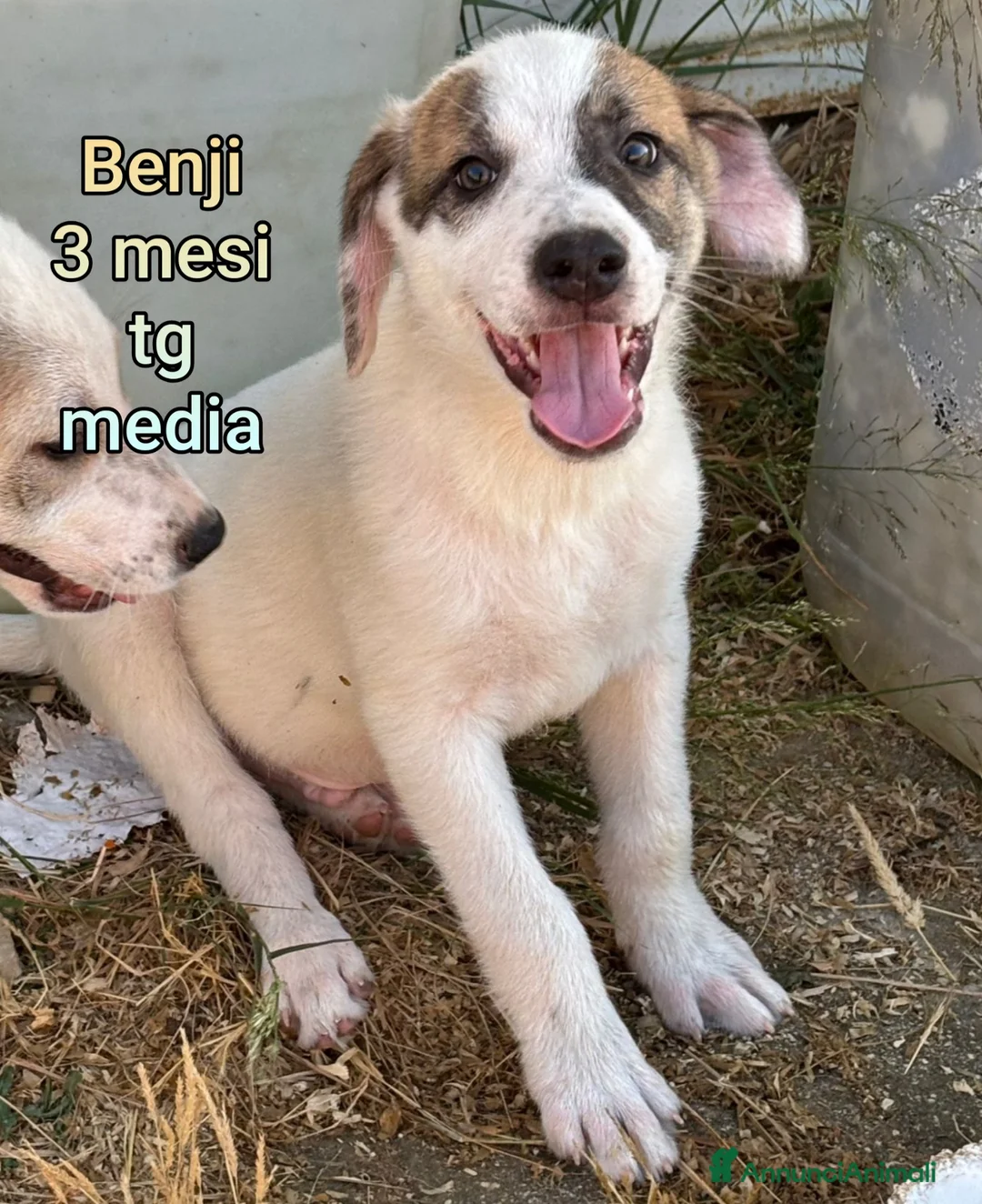 Meticcio cani in regalo: CUCCIOLI ESCLUSI E SOLI a Città Metropolitana di Genova - Annuncio 1