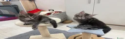 Maine Coon gatti in vendita: Dolcissimi cuccioli  - Annuncio 5