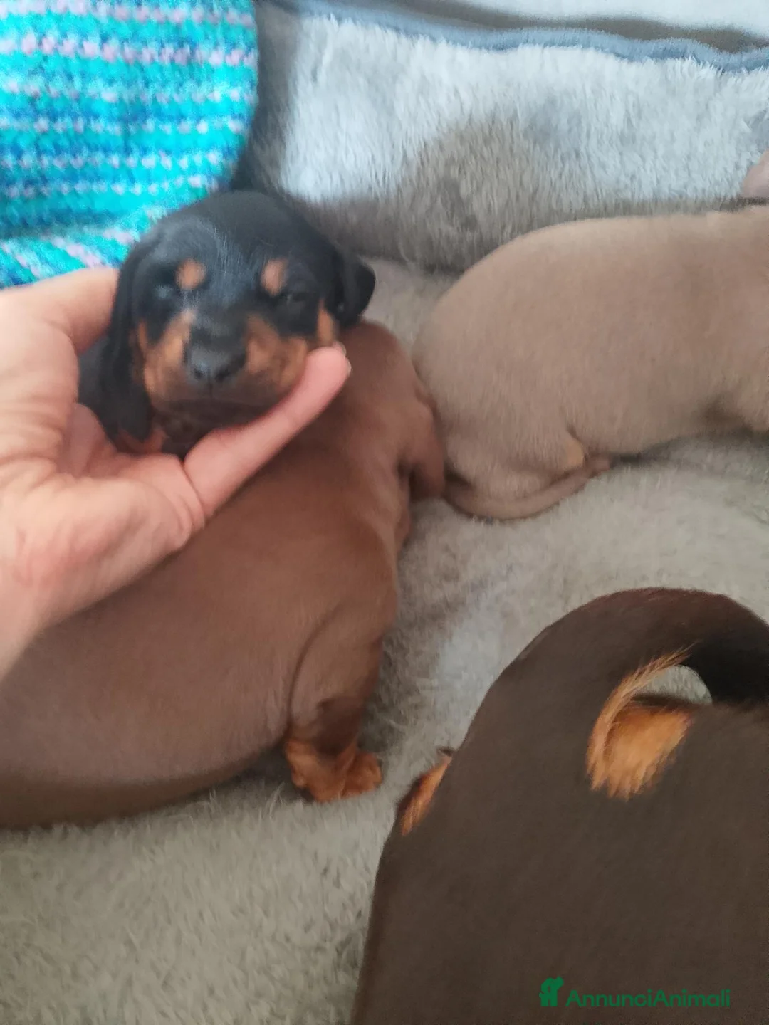 Bassotto cani in vendita: Cuccioli di bassotto tedesco  - Annuncio 1