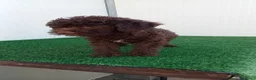 Lagotto cani in vendita: Lagotto Romagnolo  - Annuncio 15