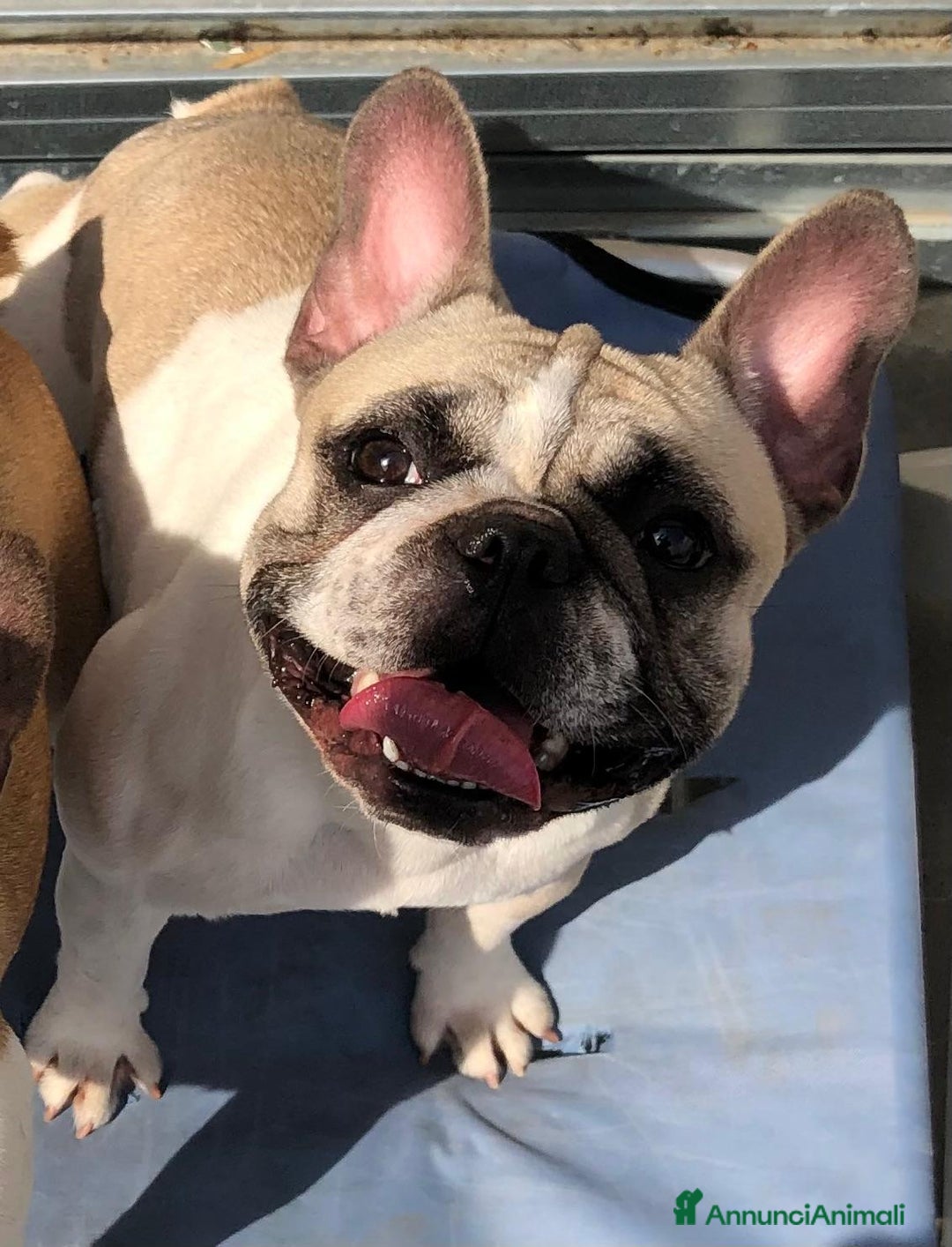 Bulldog Francese cani in vendita: Bouledogue Francese - Annuncio 1