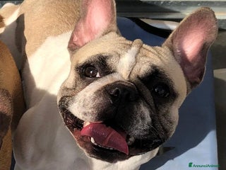Bulldog Francese cani Bouledogue Francese - Annuncio 13