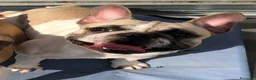 Bulldog Francese cani in vendita: Bouledogue Francese - Annuncio 1