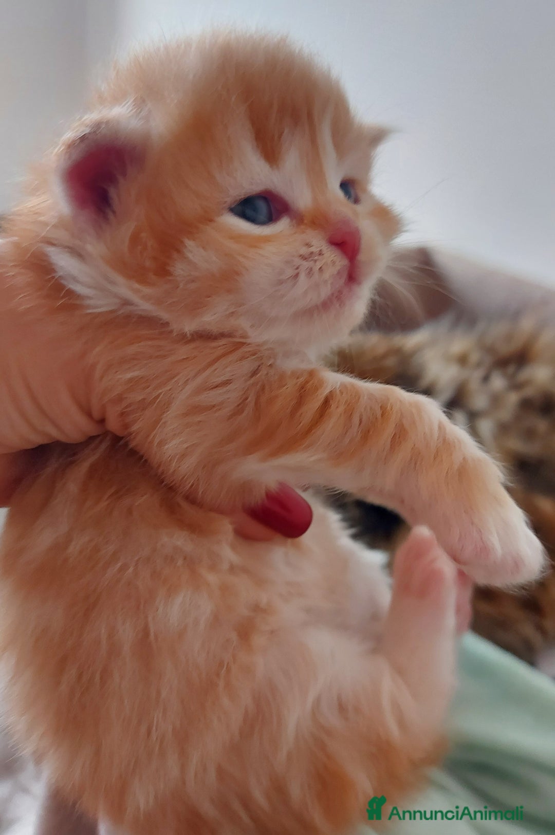 Siberiano gatti in vendita: Cuccioli di gatto Siberiano Certificati  - Annuncio 2