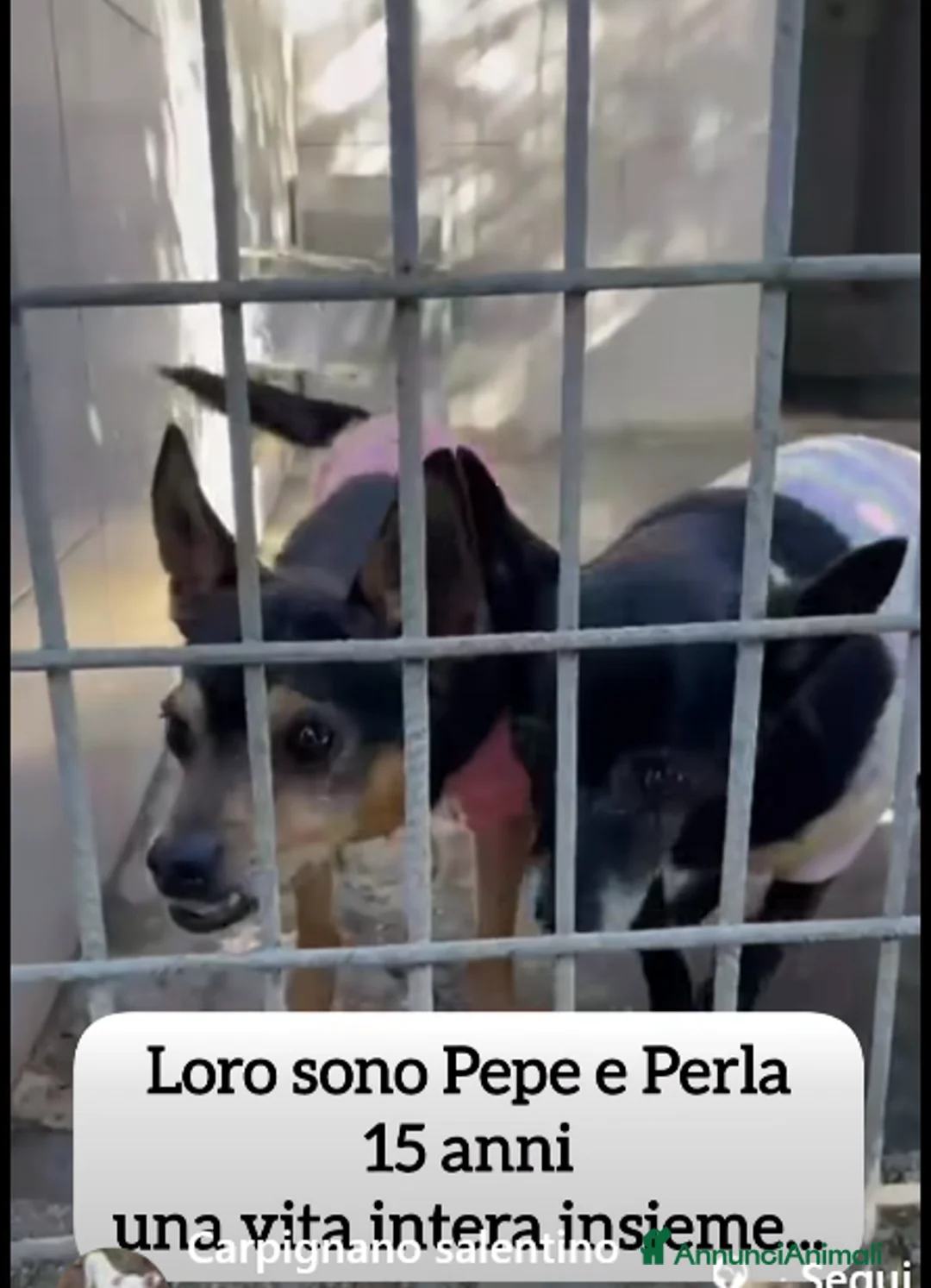 Meticcio cani in regalo: ADO.DEL 💔: una vita insiem, ora BUTTATI VIA!!!! - Annuncio 1