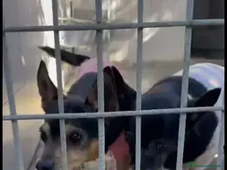 Meticcio cani ADO.DEL 💔: una vita insiem, ora BUTTATI VIA!!!! - Annuncio 1