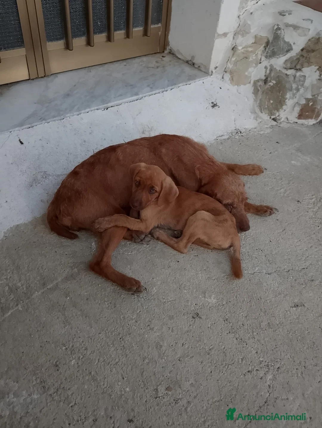 Bracco cani in regalo: Mamma e figlio (trovatelli) cercano nuova famiglia a Provincia di Salerno - Annuncio 2