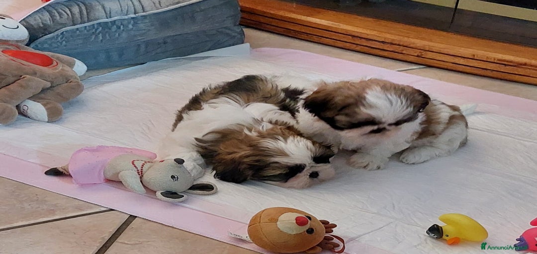 Immagine della galleria {{count}}