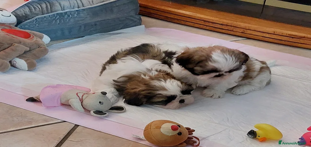 Immagine della galleria {{count}}