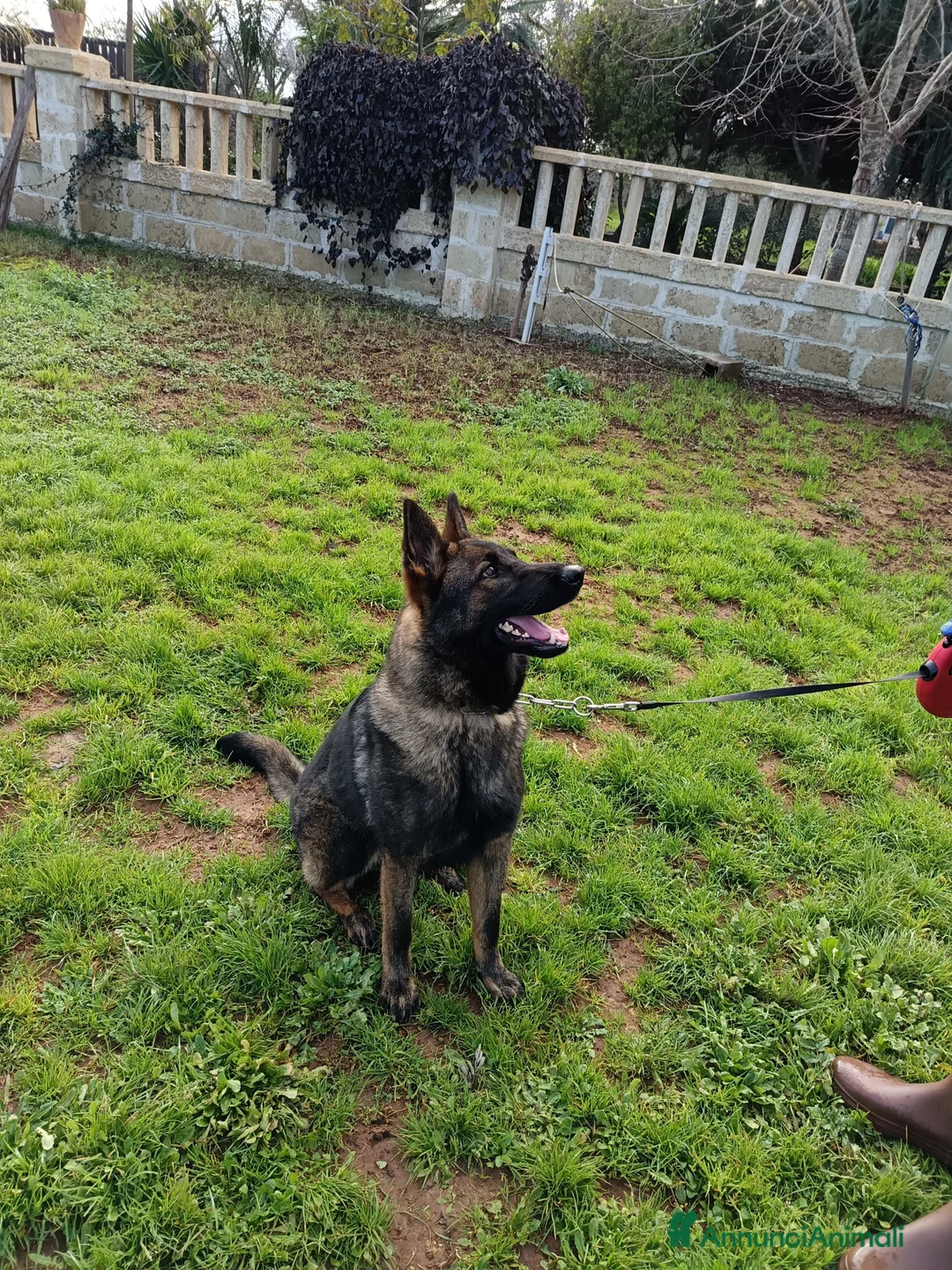 Pastore Tedesco cani in vendita: Cucciolona pastore tedesco - Annuncio 4