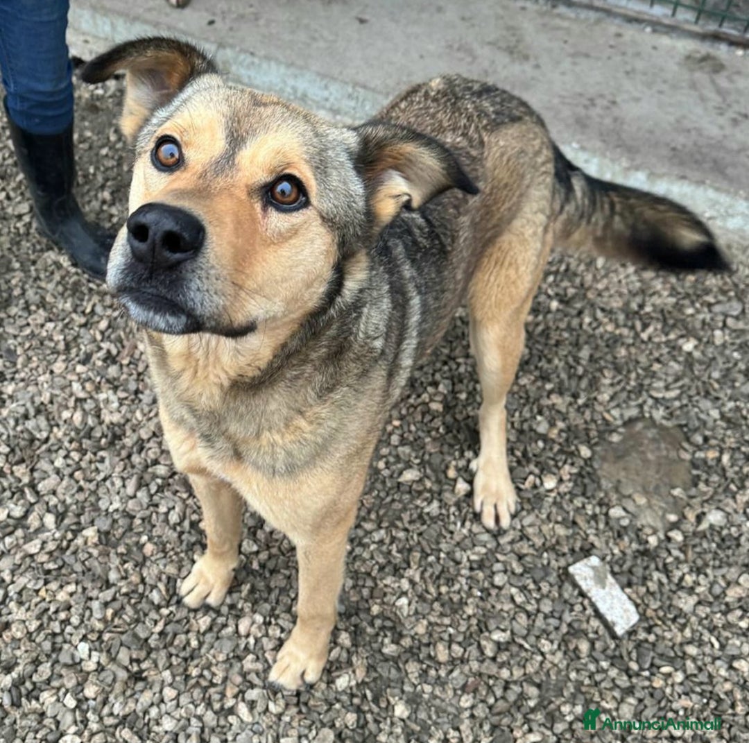 Meticcio cani in regalo: Fargo 3 anni Taglia media grande  - Annuncio 6