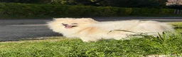 Spitz cani in vendita: Splendidi esemplari di Spitz Pomerania di 2 anni a Città Metropolitana di Bologna - Annuncio 9