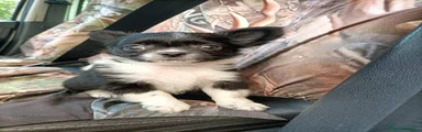 Chihuahua 1