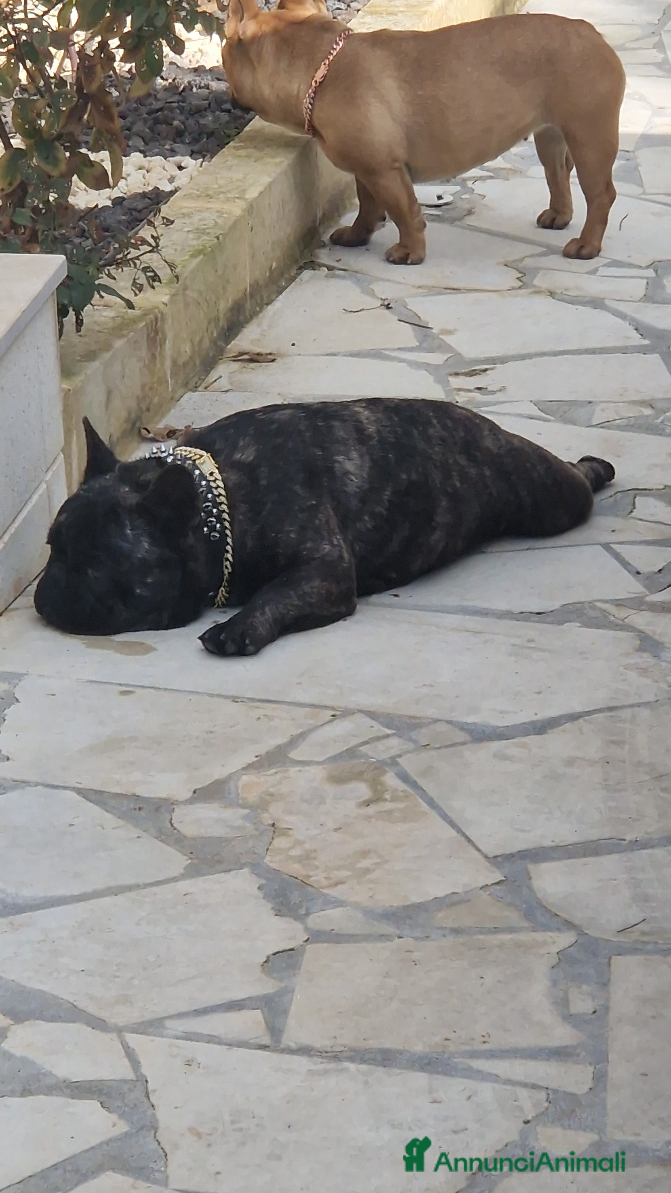 Bulldog Francese cani Monta bulldog francese pedigree Enci - Annuncio 2