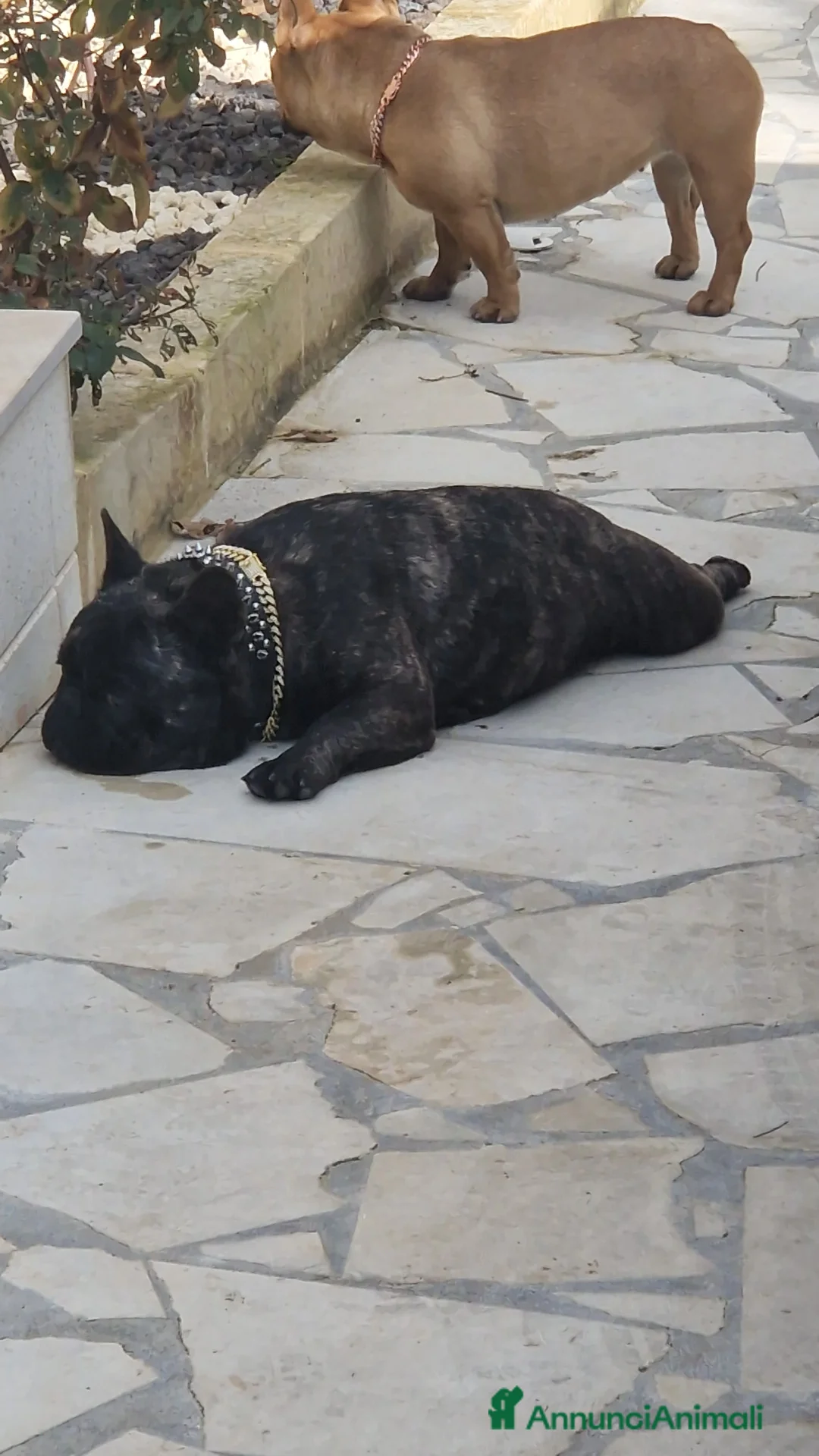 Bulldog Francese cani per accoppiamento: Monta bulldog francese pedigree Enci - Annuncio 2