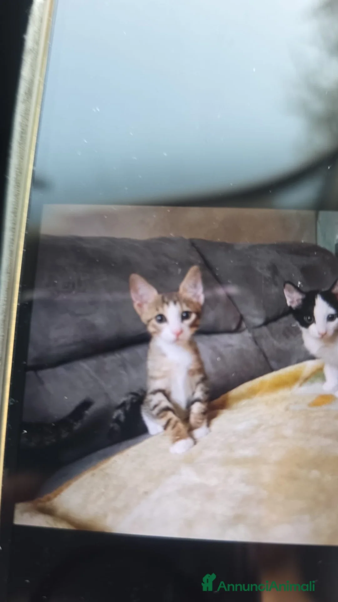 Meticcio gatti in regalo: Gattini di due mesi in regalo - Annuncio 11