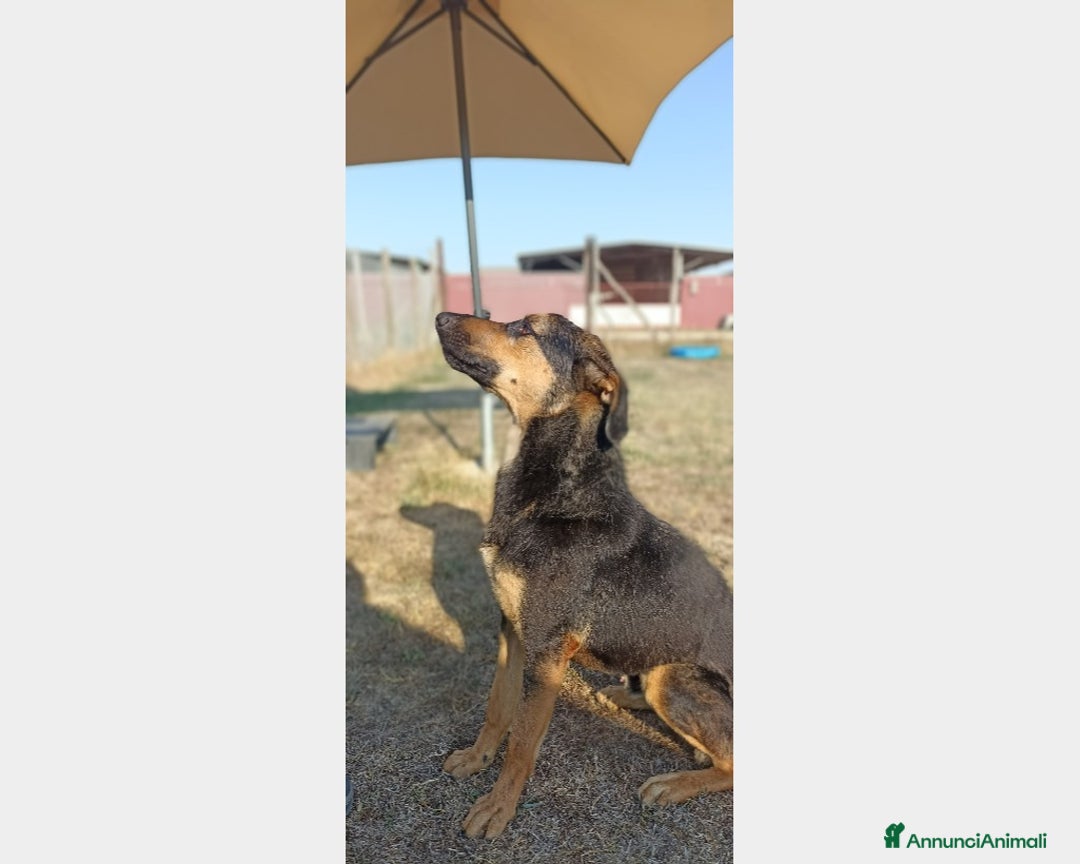 Meticcio cani in regalo: Rocky, bellissimo meticcio a Latina - Annuncio 2