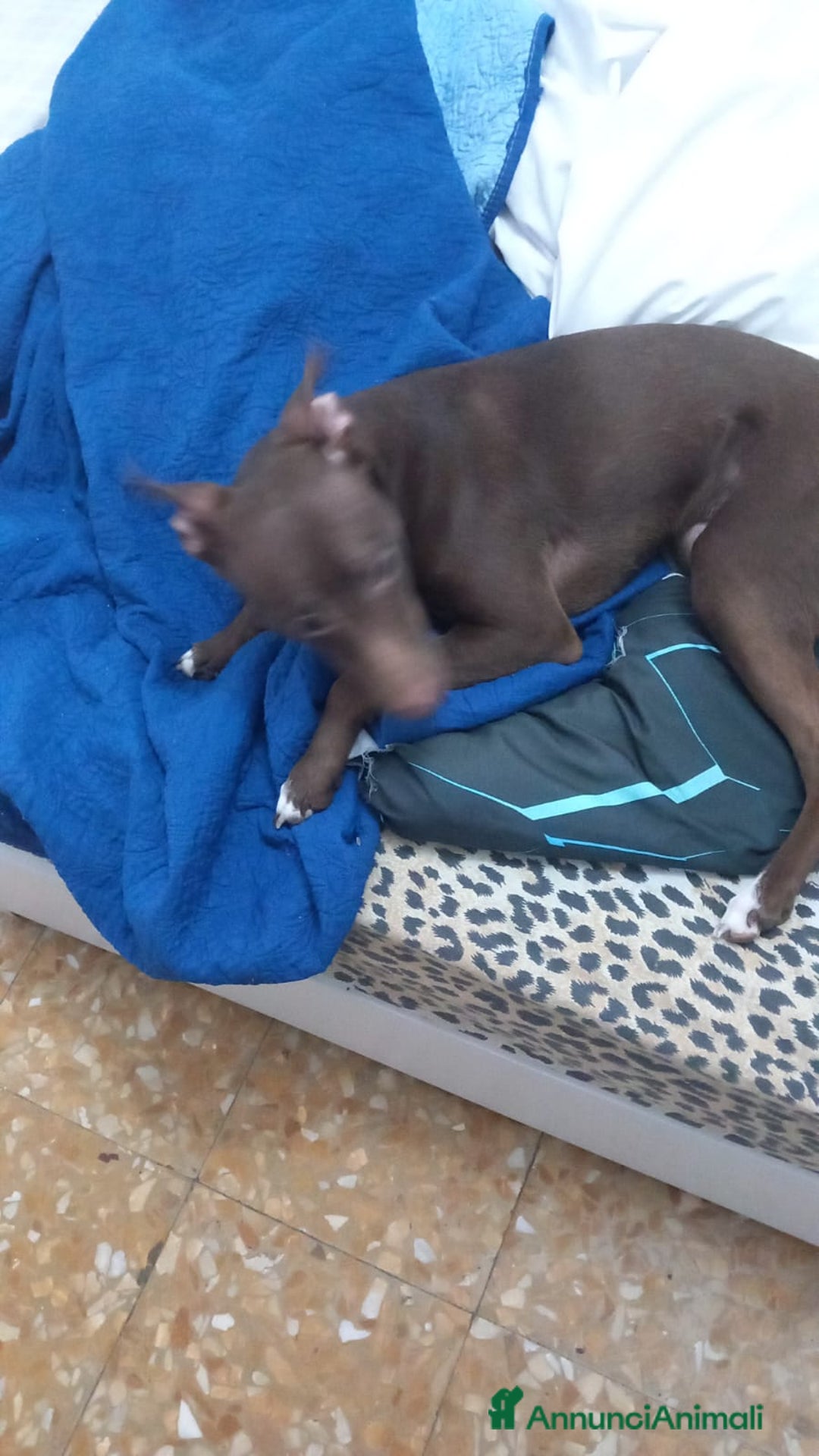 Meticcio cani in regalo: Cane meticcio adozione  - Annuncio 6