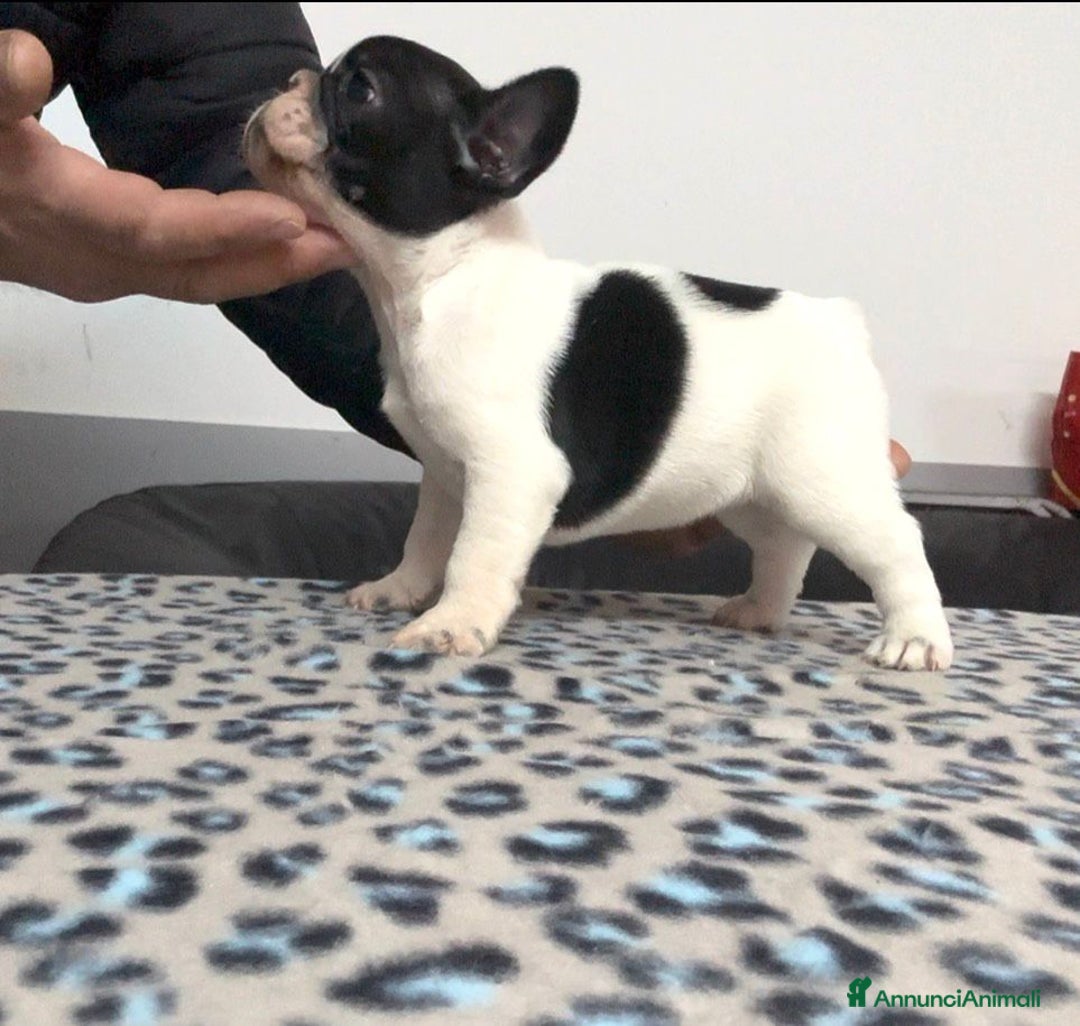 Bulldog Francese cani in vendita: Cucciolo di bulldog francese  - Annuncio 4