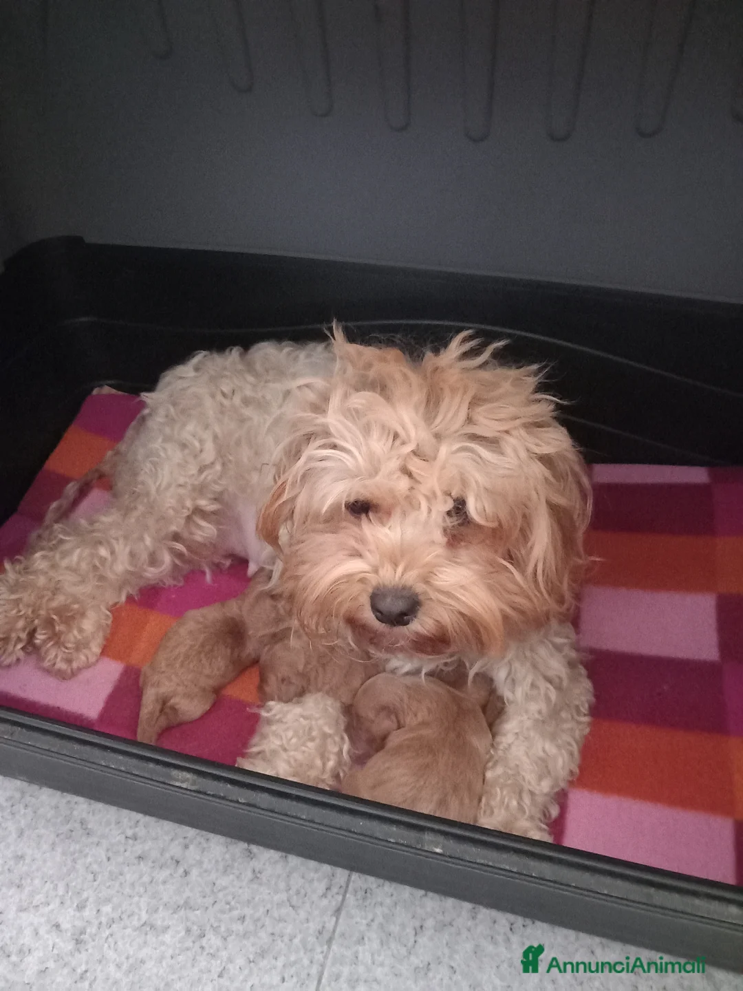 Maltipoo cani in vendita: Maltipo maschio  - Annuncio 1
