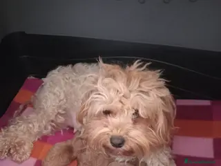 Maltipoo cani Maltipo maschio - Annuncio 1