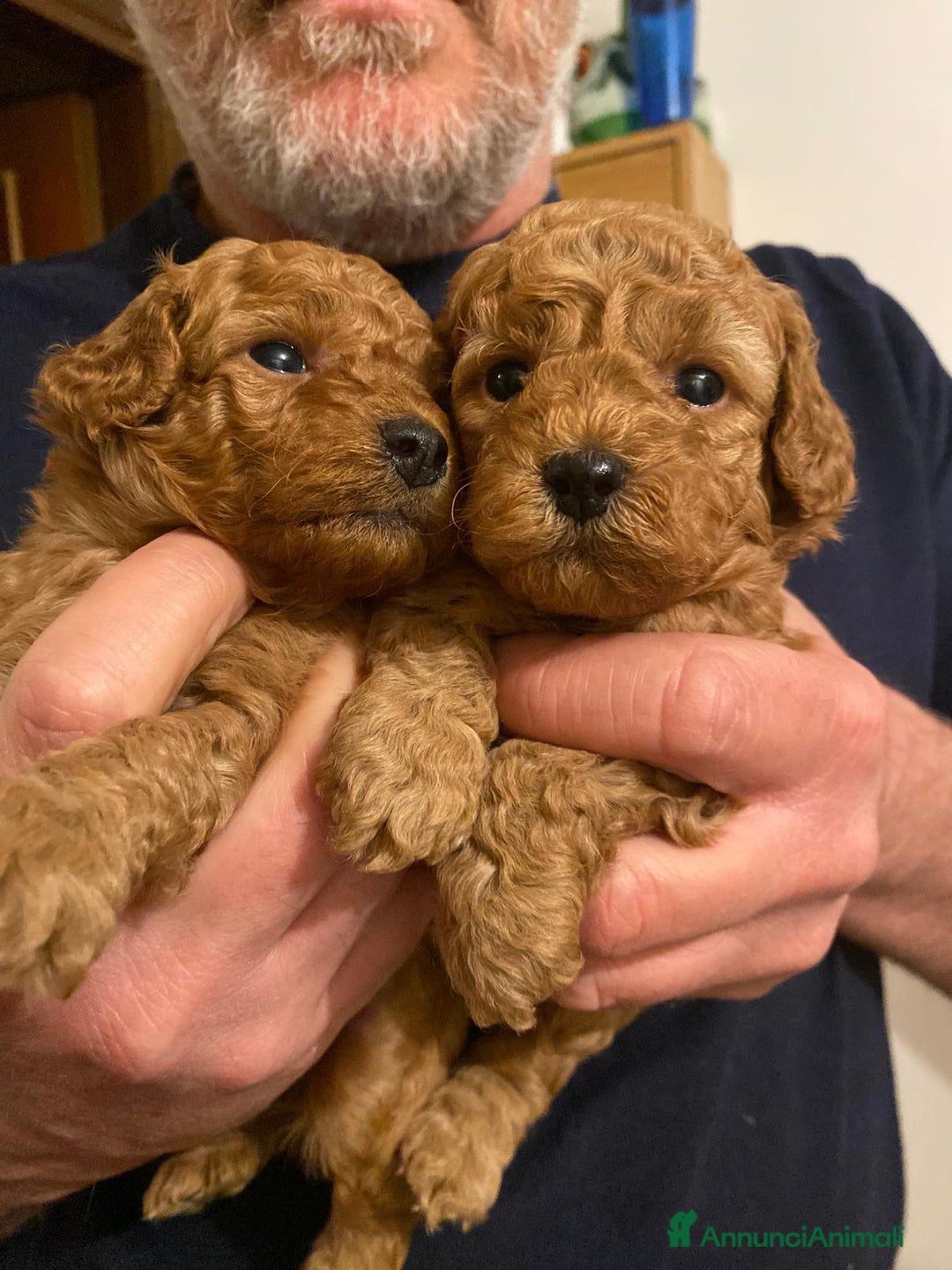 Barbone cani in vendita: Barboncino pedigree ENCI  - Annuncio 1