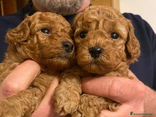 Barbone cani Barboncino pedigree ENCI - Annuncio 3