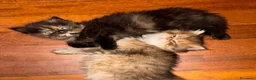 Persiano gatti in vendita: Splendidi Cuccioli di Gatto Persiano Puri a Città metropolitana di Milano - Annuncio 3