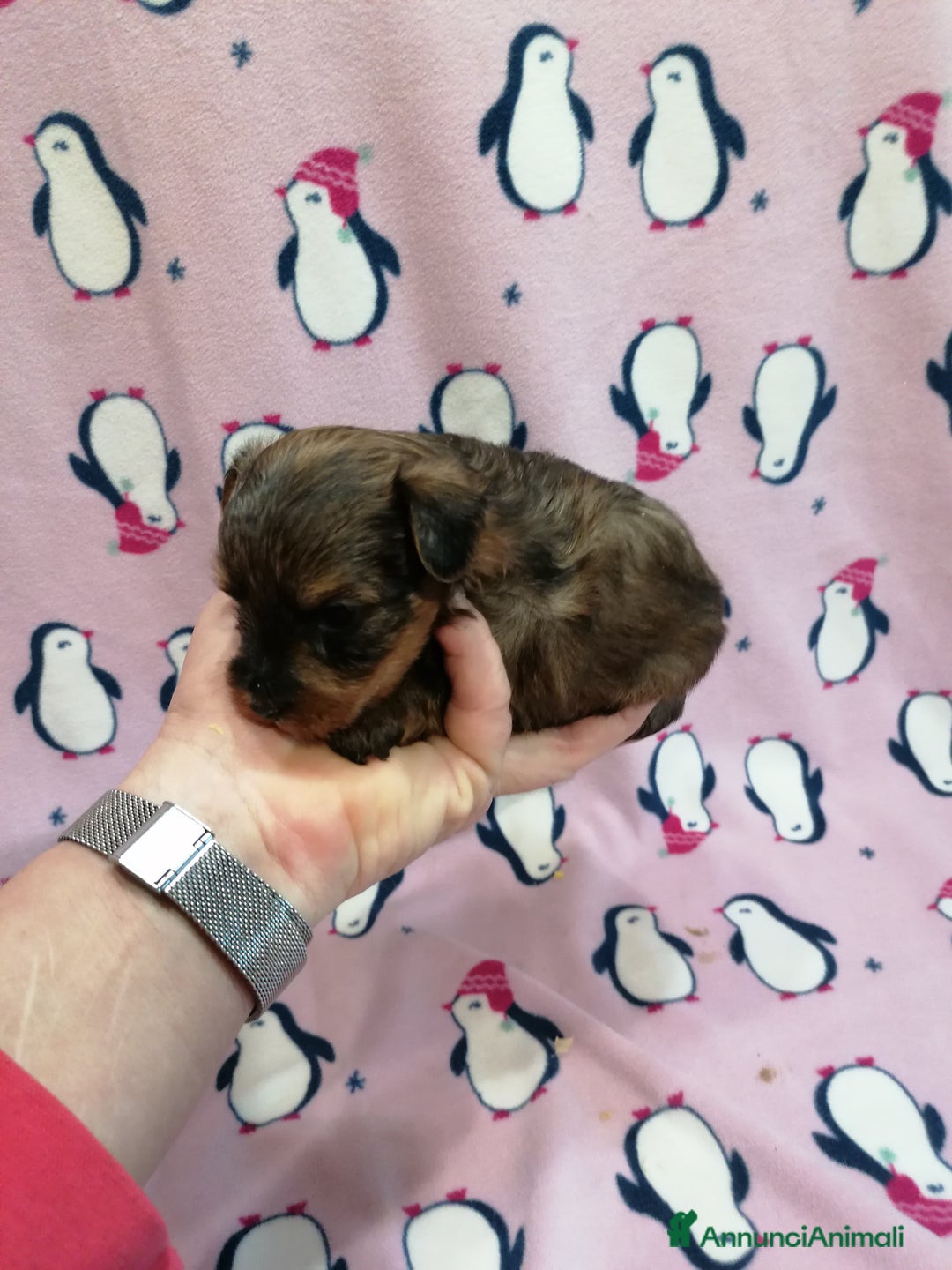 Meticcio cani in vendita: Yorkiepoo cuccioli - Annuncio 11